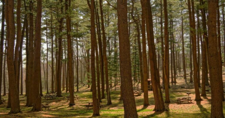 Email marketing e-commerce stratégie boutique en ligne